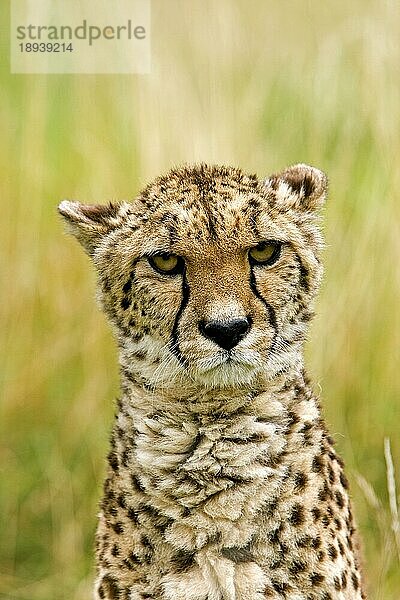 Gepard (acinonyx jubatus)  Porträt eines Erwachsenen  Masai Mara Park in Kenia