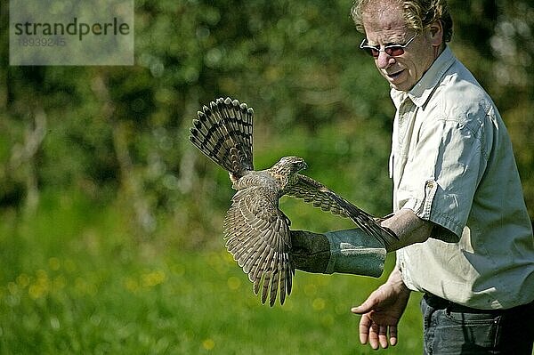 EUROPÄISCHER SPARROWHAWK (accipiter nisus)  ERWACHSENER NACH REHAB  RETTUNGSZENTRUM IN NORMANDY