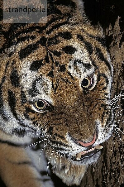 Sibirischer Tiger (panthera tigris altaica)  Porträt eines Erwachsenen