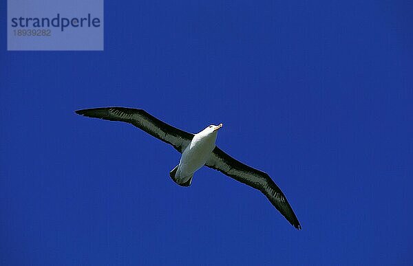 Schwarzbrauenalbatros  diomedea melanophris  Erwachsener im Flug  Drake Passage in der Antarktis