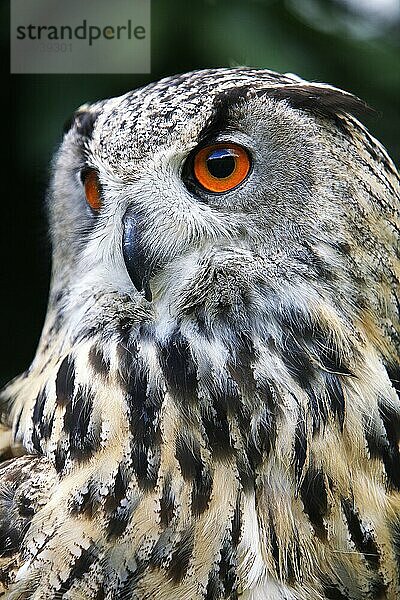 Europäischer Uhu (Bubo bubo)  Porträt eines Erwachsenen