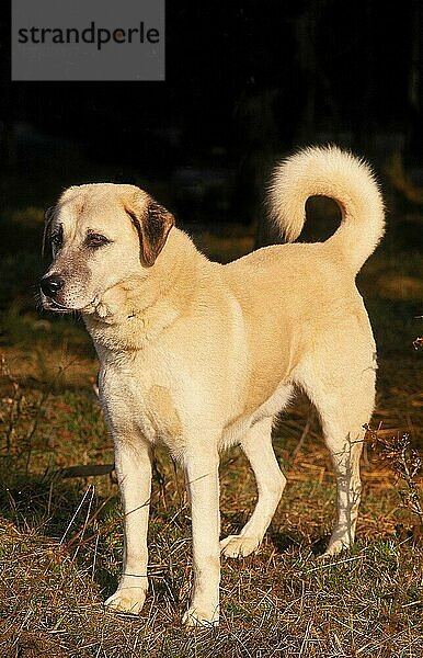 ANATOLISCHER SCHÄFERHUND  ERWACHSEN