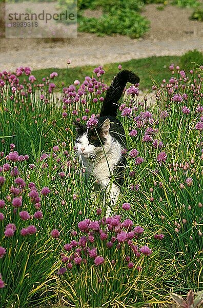 Schwarz-weiße Hauskatze  erwachsen  stehend im Schnittlauch (allium schoenoprasum)