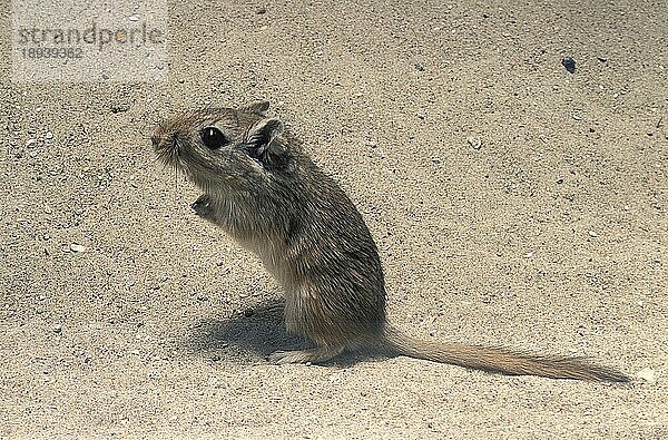 Nordafrikanische Rennmaus  gerbillus campestris  Erwachsene sitzend auf Sand