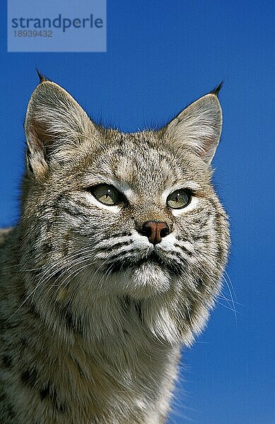 BOBCAT (lynx rufus)  PORTRAIT EINES ERWACHSENEN  KANADA