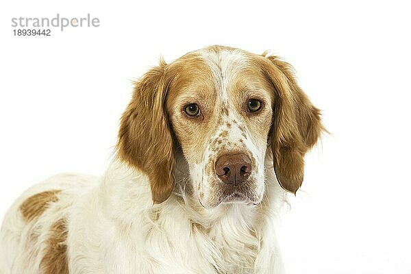 Französisch Spaniel (Zimt Farbe)  Porträt von Männchen gegen weißen Hintergrund