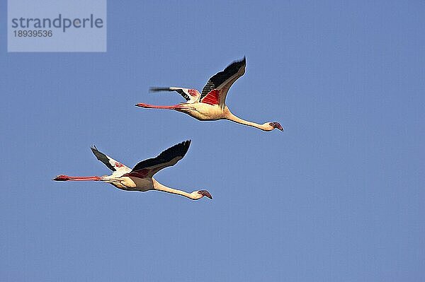 Kleiner Flamingo (phoenicopterus minor)  Erwachsene im Flug  Nakuru See in Kenia