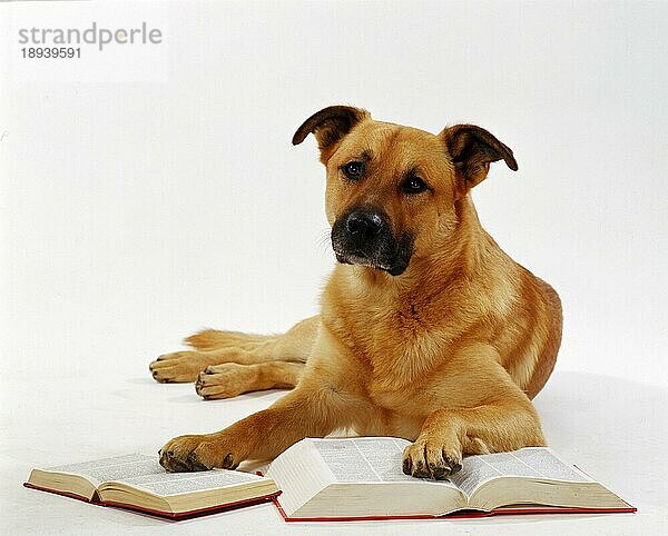 Mischlingshund und Bücher