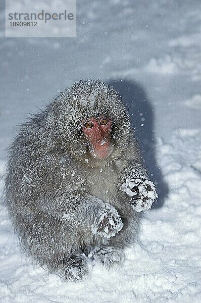 Japanmakak (macaca fuscata)  ERWACHSENER MIT SCHNEE BEDECKT  HOKKAIDO INSEL IN JAPAN