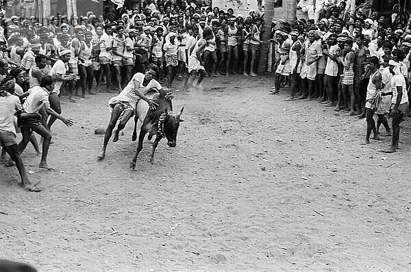 Schwarz-Weiß-Foto  Jallikattu oder Stierzähmung während des Pongal-Festes in Alanganallur bei Madurai  Tamil Nadu  Indien  Asien