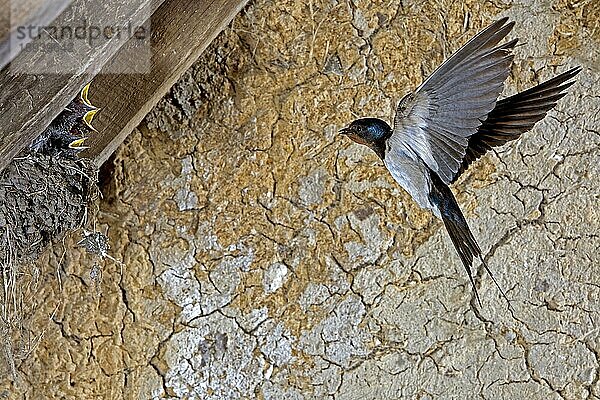 Rauchschwalbe (hirundo rustica)  Erwachsener im Flug  füttert Küken am Nest  Normandie