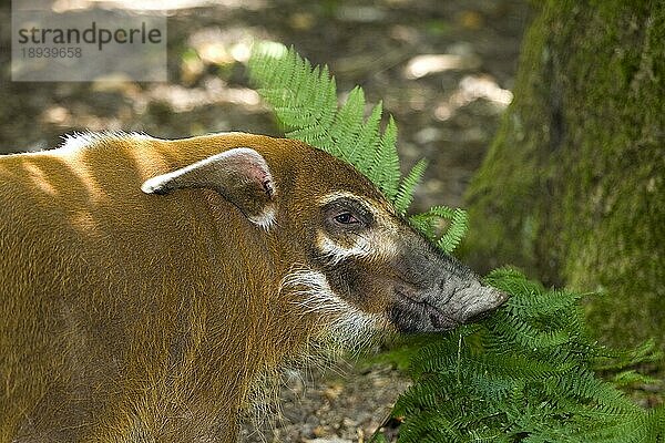 Red River Hog oder Buschschwein (potamochoerus porcus)  Erwachsener frisst Farn