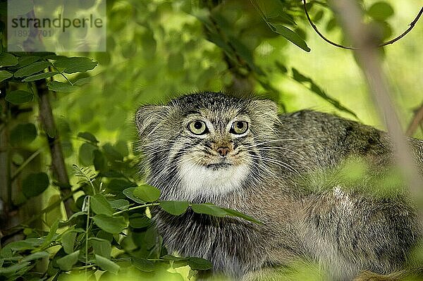 Manul (otocolobus manul) oder Pallas-Katze  Erwachsener