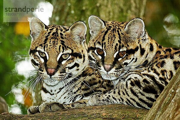 OCELOT (leopardus pardalis)  Pärchen Erwachsener legt sich auf einen Ast