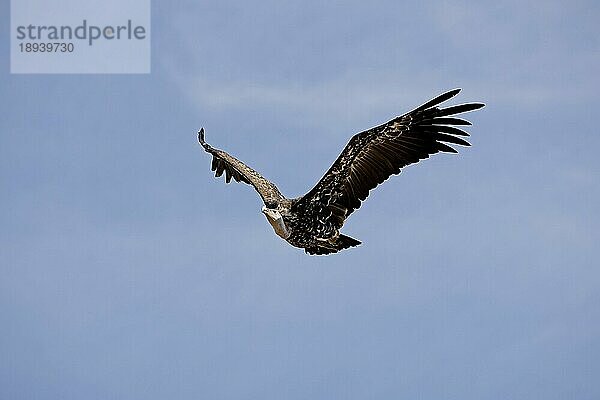 RUPPELL'S VULTURE (gyps rueppellii)  ERWACHSENE IM FLUG  MASAI MARA PARK  KENIA