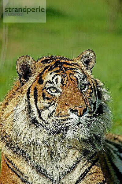 Sumatra-Tiger (panthera tigris sumatrae)  Porträt eines Erwachsenen