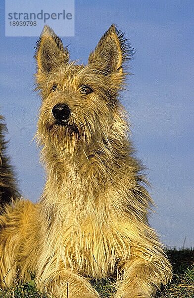 PICARDISCHER SCHÄFERHUND  ERWACHSEN  LIEGEND GEGEN BLAUEN HIMMEL