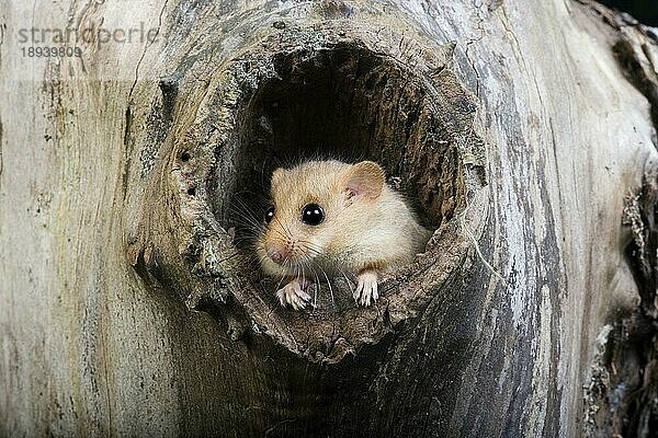 Haselmaus (muscardinus avellanarius)  ERWACHSENER STEHEND AM NEST-EINGANG  NORMANDY IN Frankreich