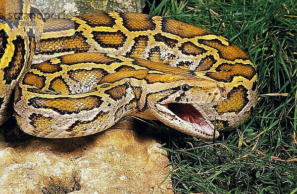 Indischer Python (python molurus)  Erwachsener mit offenem Maul