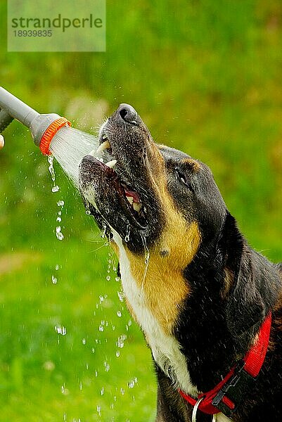 Mischlingshund  Wasserstrahl ins Maul  Dusche  Duschstrahl