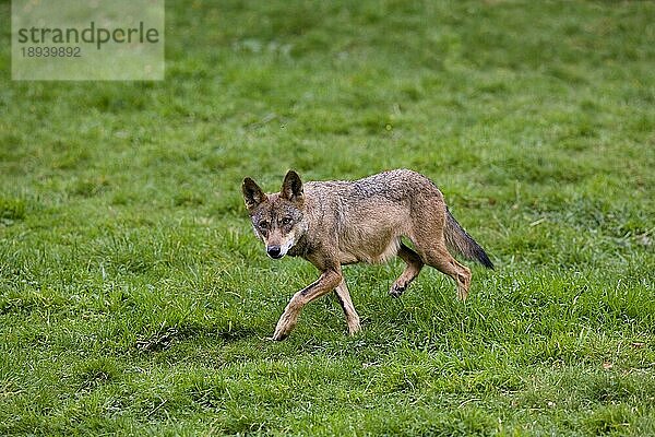 Iberischer Wof (canis lupus signatus)  Erwachsener auf Gras laufend