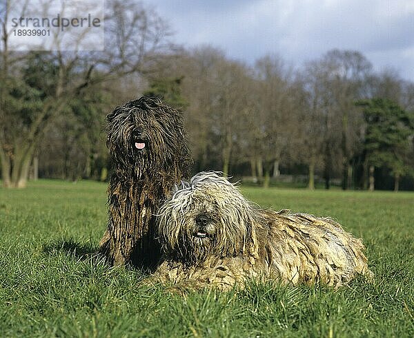 Bergamasker Schäferhund oder Bergamesischer Schäferhund  Erwachsene liegen auf Gras