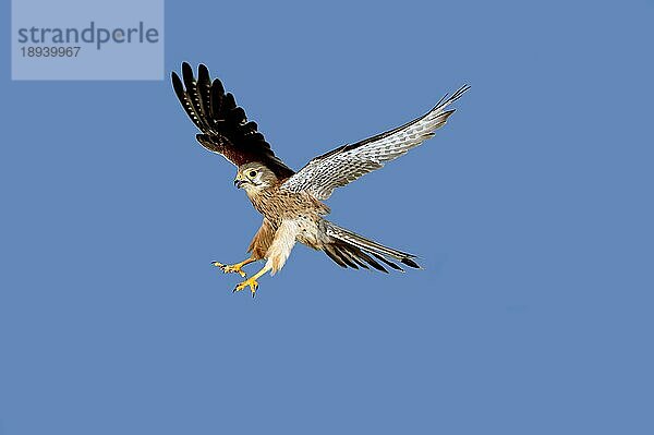 Turmfalke (falco tinnunculus)  Erwachsener im Flug  Normandie