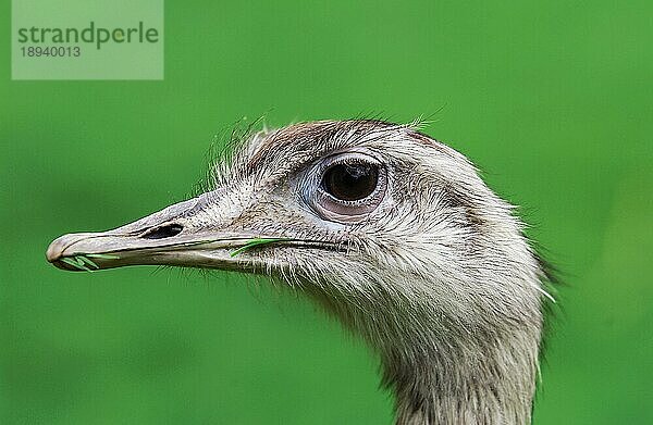 Amerikanisches Rhea (rhea americana)  Portrait oder Erwachsener