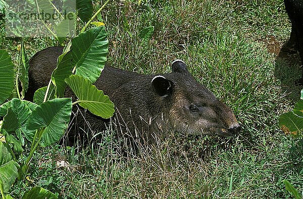 Flachlandtapir (tapirus terrestris)  ERWACHSENER AUS LANGEM GRAS