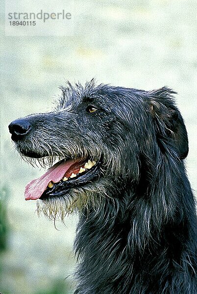 Irischer Wolfshund  Porträt eines Erwachsenen mit herausgestreckter Zunge