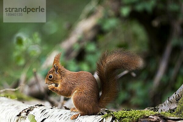 Europäisches Eichhörnchen (sciurus vulgaris)  ERWACHSENER FÄSST HAZELNUSS  NORMAL IN Frankreich