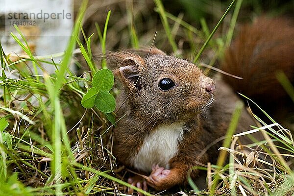 Rotes Eichhörnchen (sciurus vulgaris)  erwachsen  Normandie