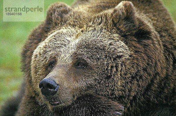 Braunbär (ursus arctos)  Porträt eines Erwachsenen  lustiges Gesicht