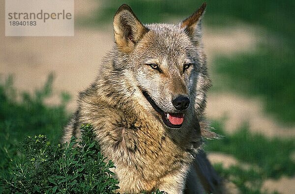 Europäischer Wolf (canis lupus)  Porträt eines Erwachsenen