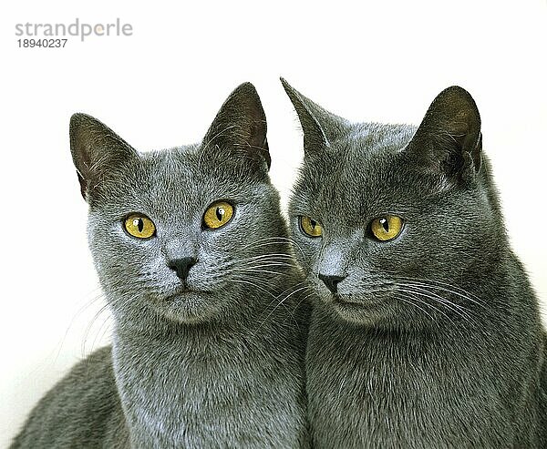 Chartreux-Hauskatze  Porträt vor weißem Hintergrund