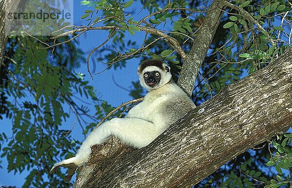 Larvensifaka (propithecus verreauxi)  ERWACHSENER IM BAUM STEHEND  BERENT-RESERVE IN MADAGASKAR