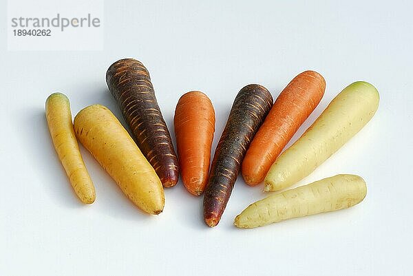 Verschiedene Karotten  Möhren  Möhre