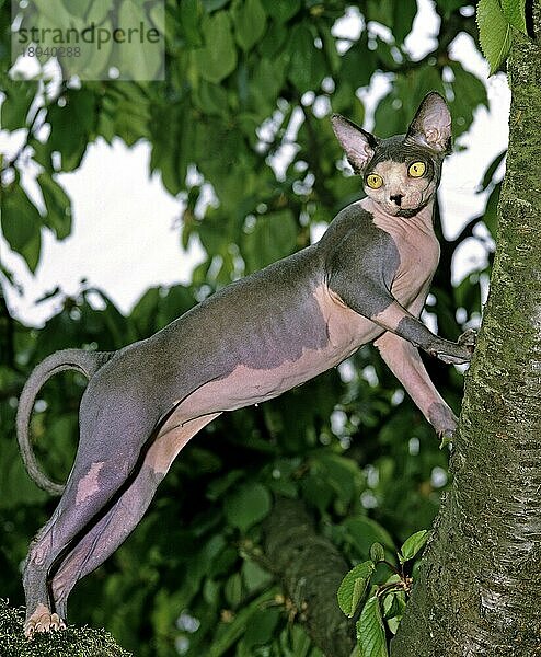 Sphynx Hauskatze  erwachsen im Baum