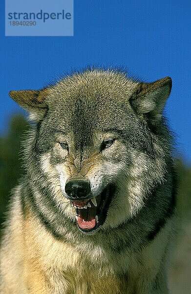 Nordamerikanischer Grauwolf (canis lupus occidentalis)  Portrait eines erwachsenen Knurrers  Kanada  Nordamerika