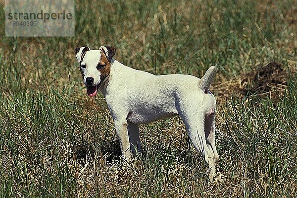 Jack Russell Terrier  Erwachsener stehend auf Gras