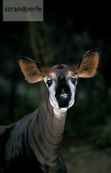 OKAPI (okapia johnstoni)  PORTRAIT EINES ERWACHSENEN