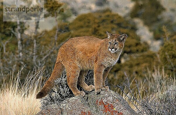 Puma (puma concolor)  ERWACHSENER AUF FELSEN STEHEND  MONTANA