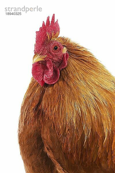 Brahma Perdrix Huhn  eine Rasse aus Indien  Portrait des Hahns vor weißem Hintergrund