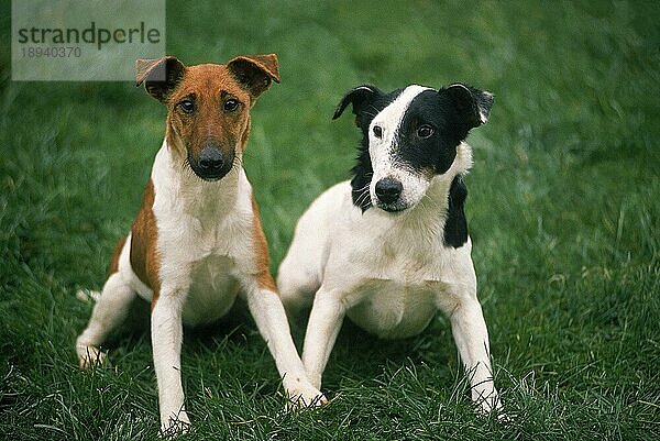 FOXTERRIER  ERWACHSEN  IM GRAS SITZEND