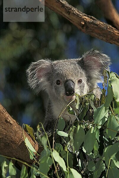 KOALA (phascolarctos cinereus)  ERWACHSENER IM BAUM STEHEND  AUSTRALIEN