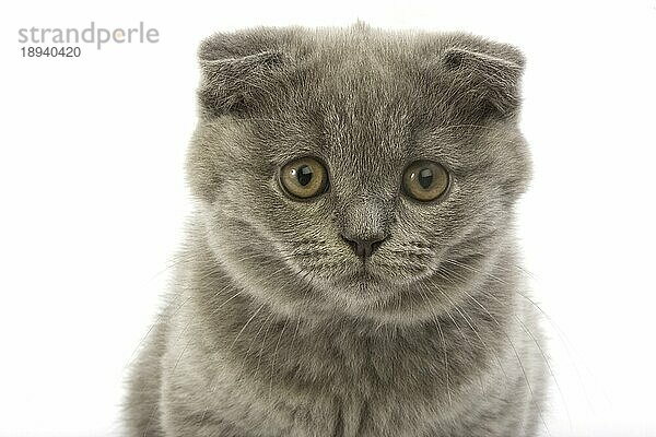 Blaue Scottish Fold Hauskatze  Portrait eines 2 Monate alten Kätzchens vor weißem Hintergrund