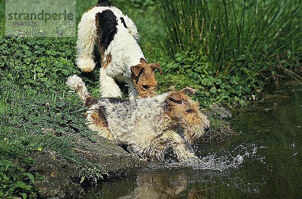 DRAHTHAAR-FOXTERRIER  ERWACHSEN  DER INS WASSER GEHT