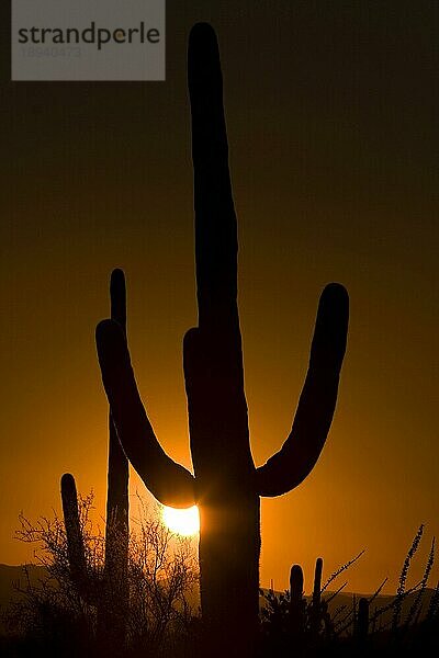 Saguaro-Kaktus (Carnegiea gigantea)  Saguaro-Nationalpark  Kalifornien (Cereus giganteus)  USA  Nordamerika