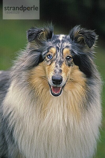 Porträt eines Collie-Hundes