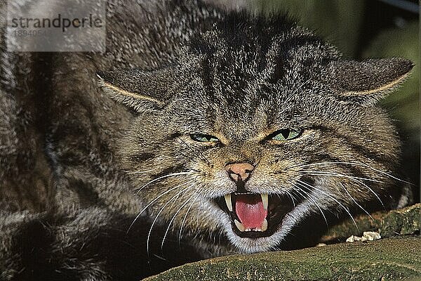 Europäische Wildkatze (felis silvestris)  Erwachsener knurrend  mit offenem Maul